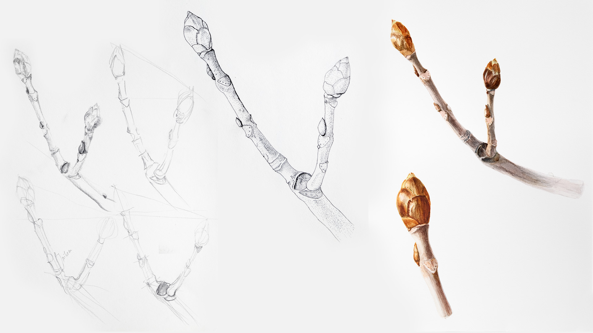 Harilik-hobukastan_joonistus-akvarell_autorMarjeEelma