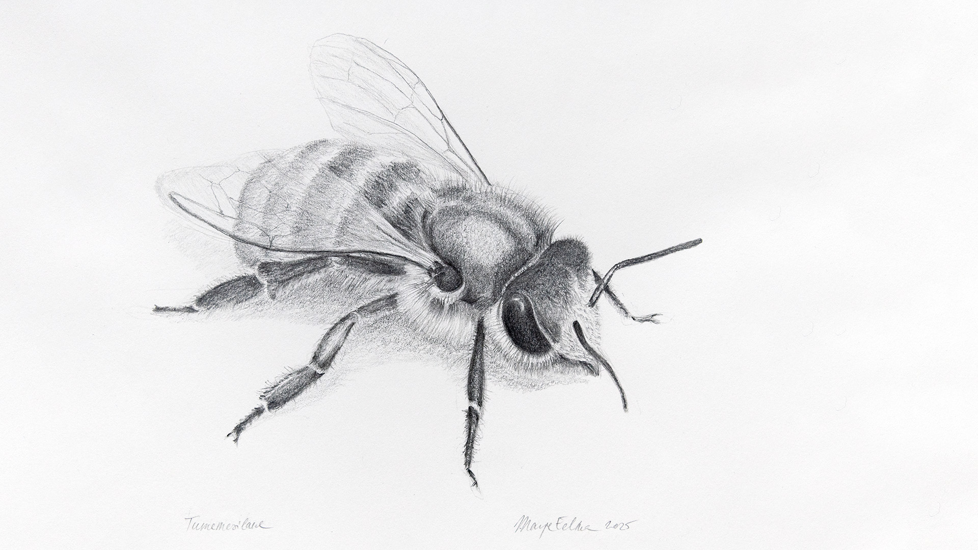 Mesilane_autorMarjeEelma_2025