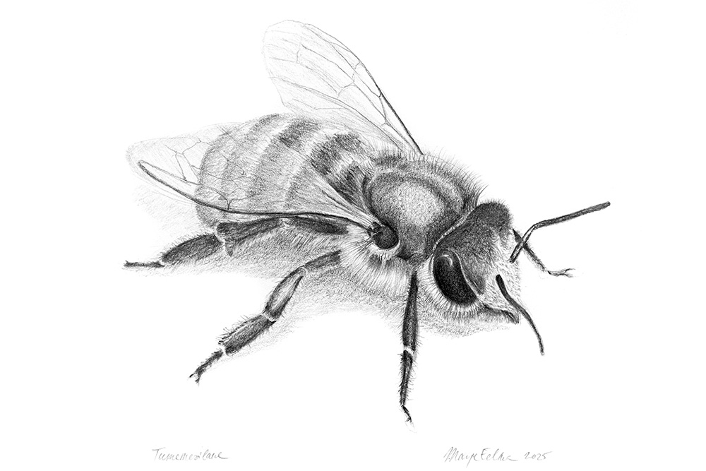 Mesilane_illustratsioon_MarjeEelma_2025