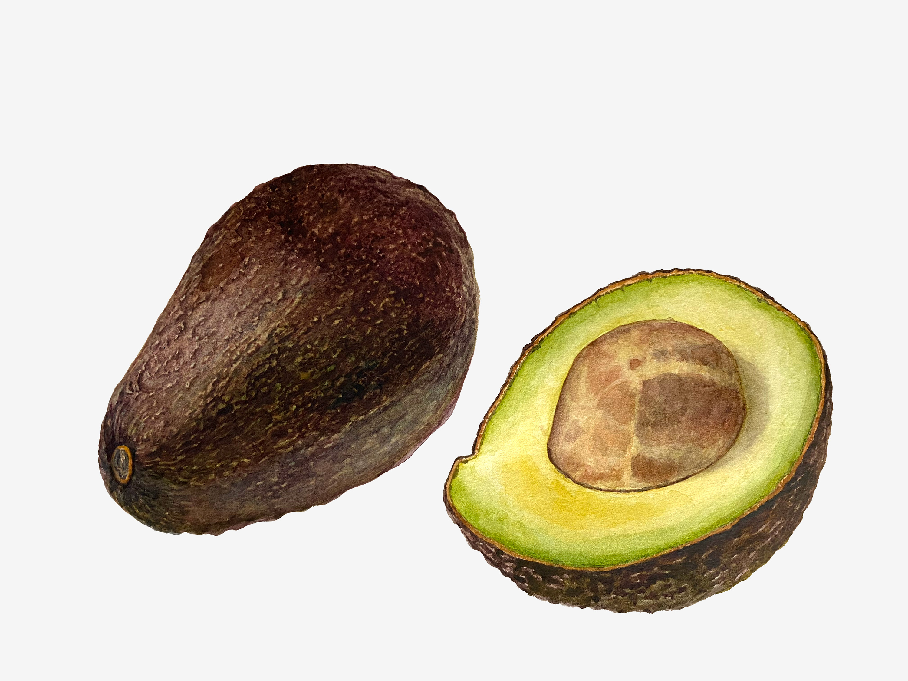 avokaado_autorMarjeEelma_2023