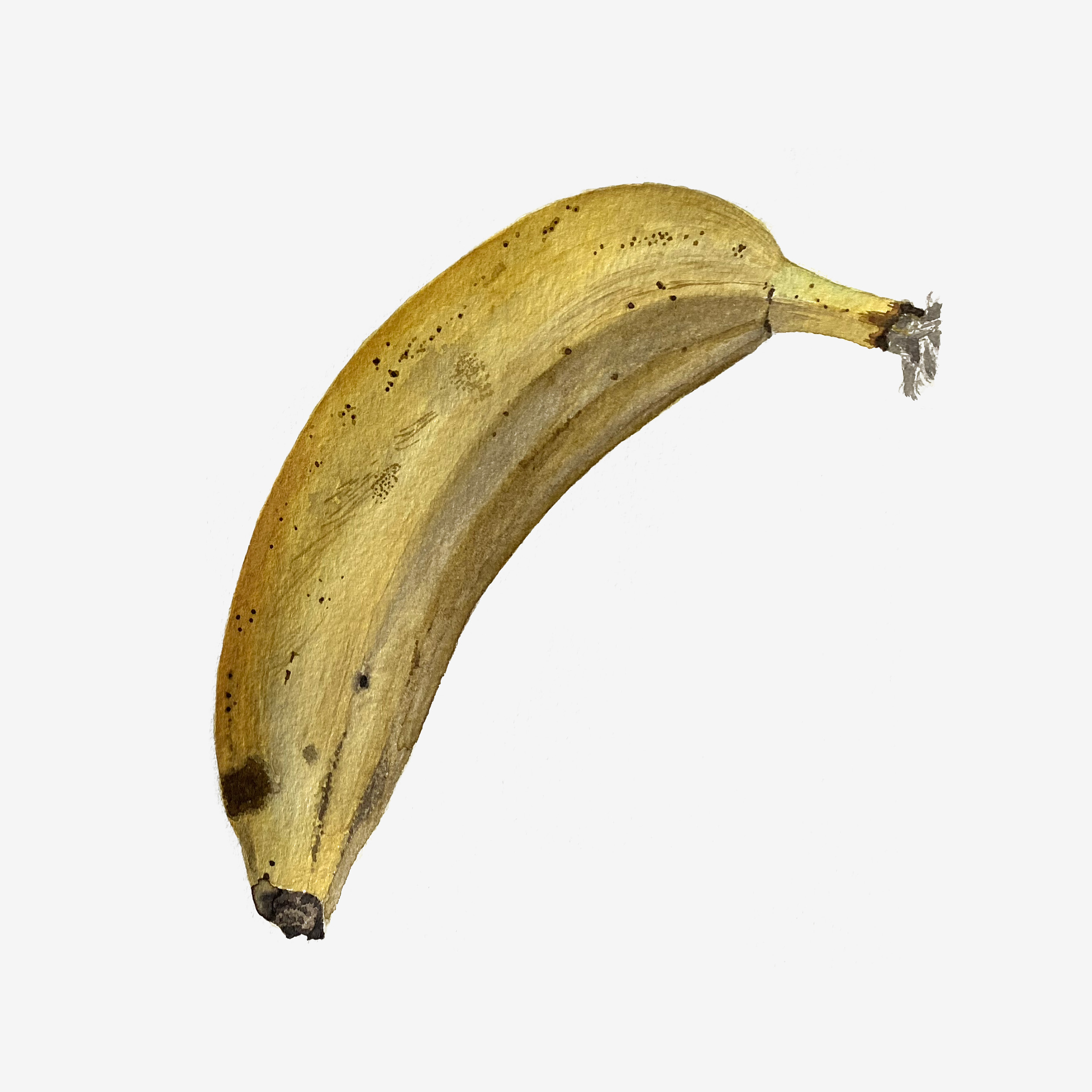 banaan_autorMarjeEelma_2023