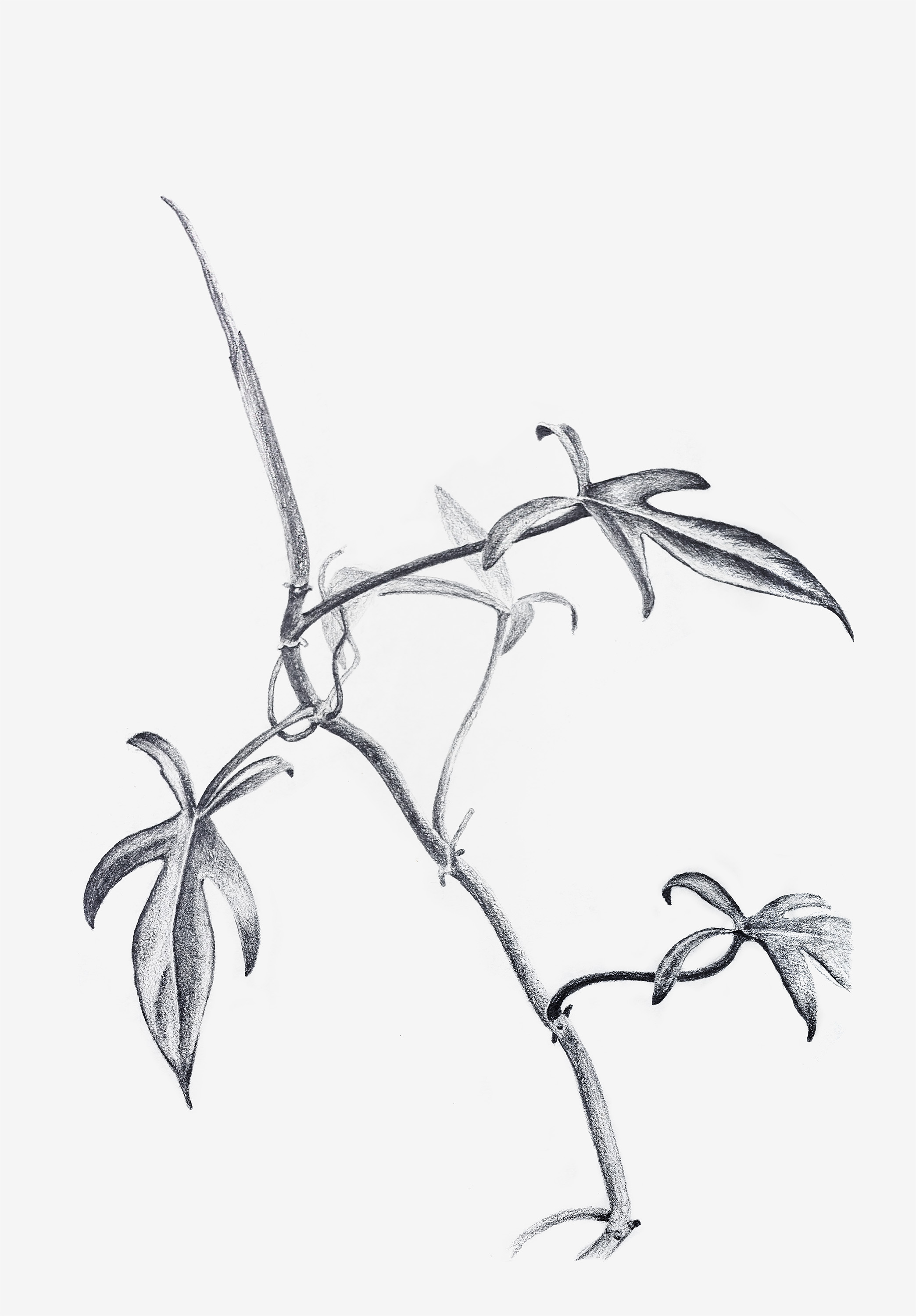 filodendron_autorMarjeEelma_2023