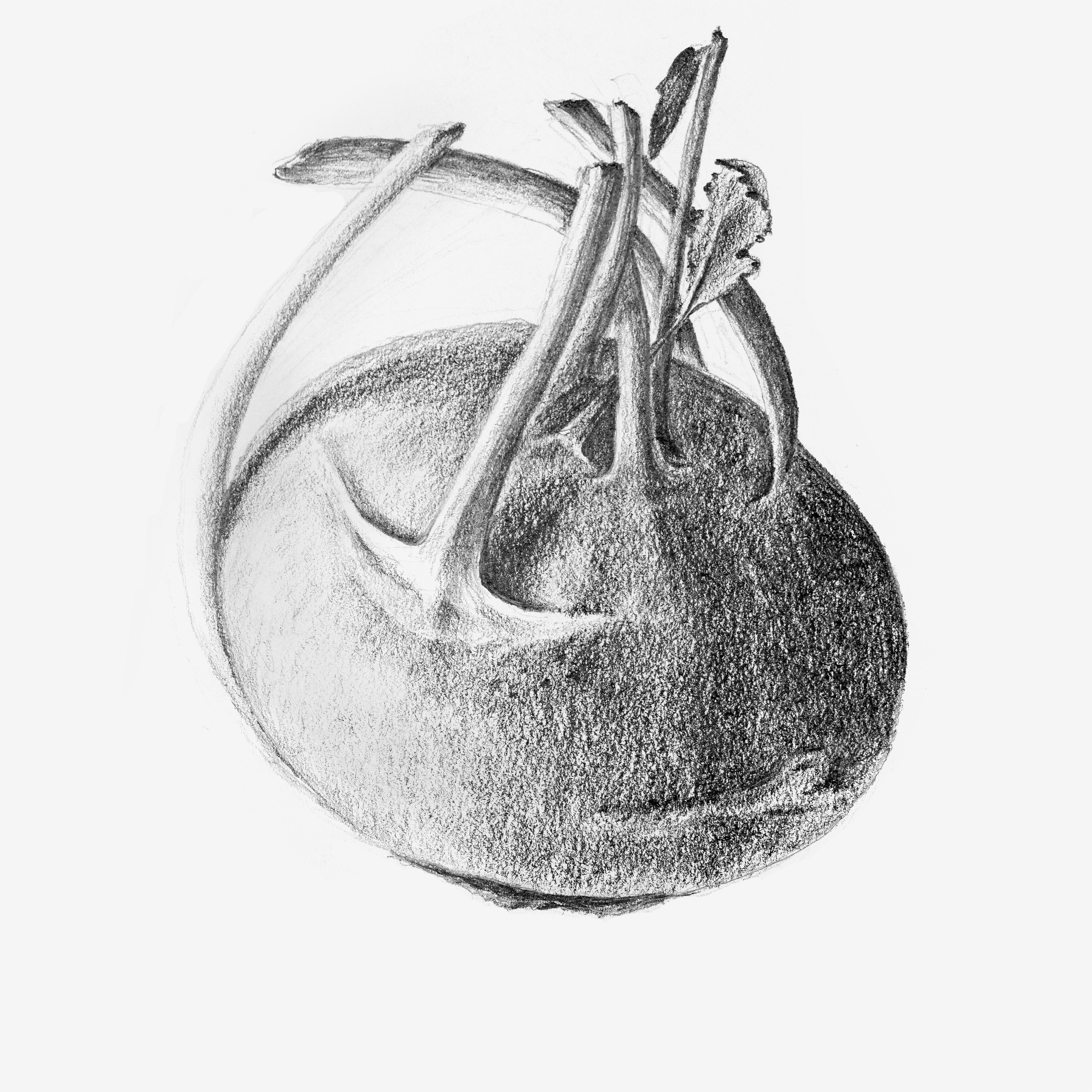 Botaaniline illustratsioon