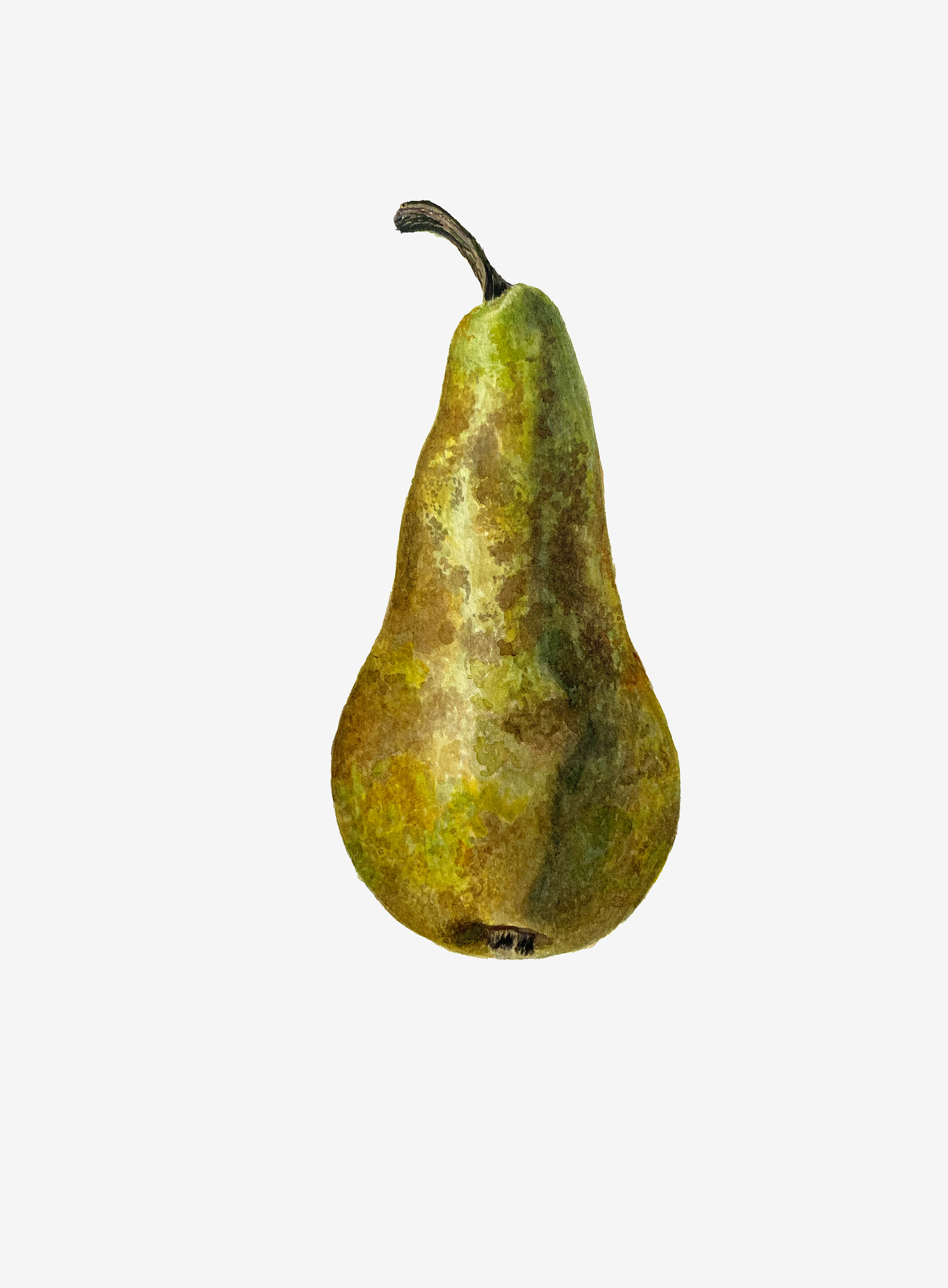 pirn_autorMarjeEelma_2024
